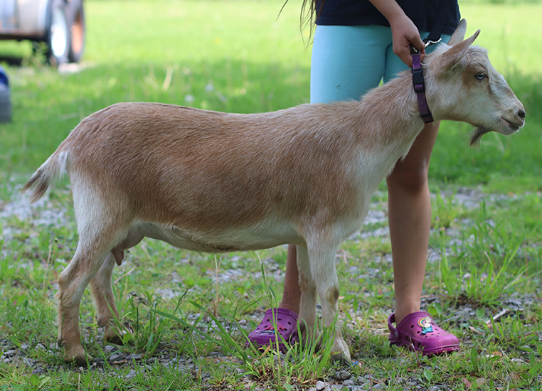 lesperance caramel drizzle